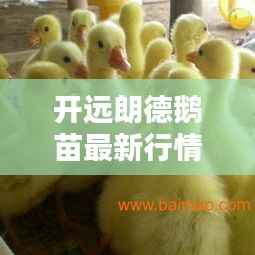 开远朗德鹅苗最新行情,价格走势揭秘